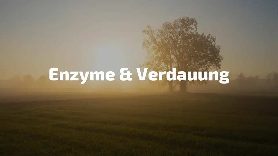 Enzyme für die Verdauung Blähungen und Völlegefühl