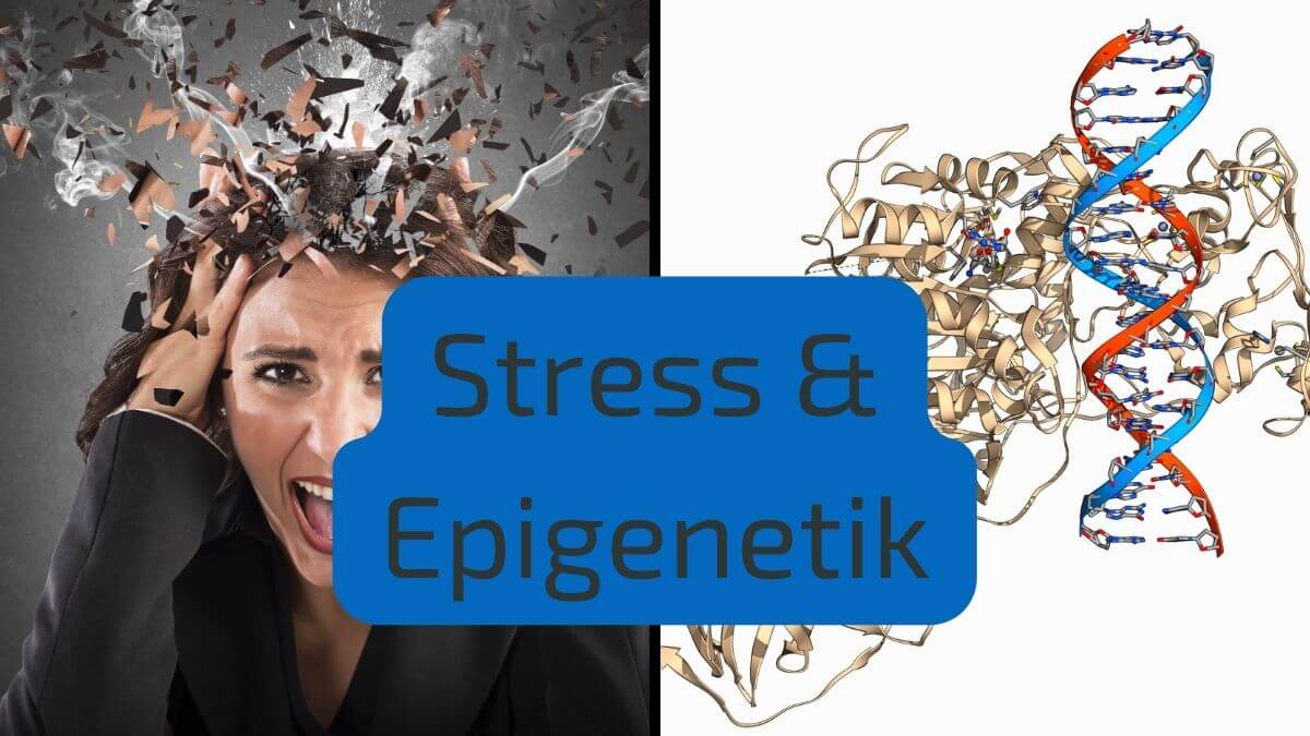Stress und Epigenetik
