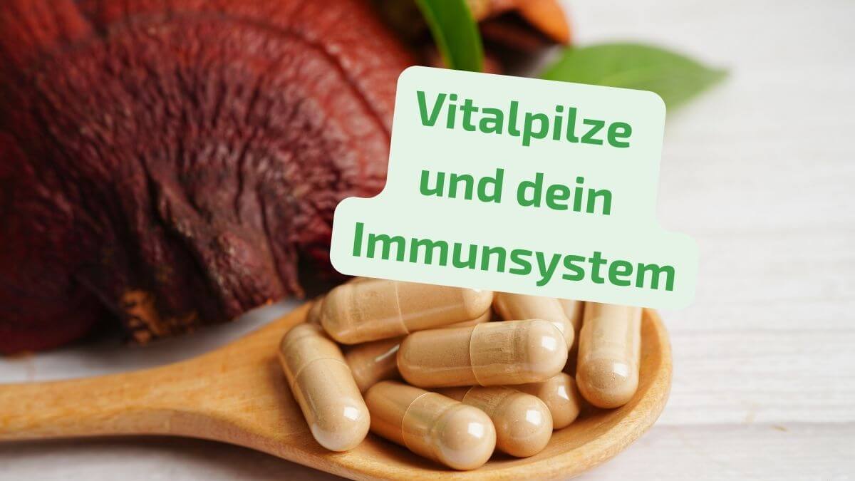 Vitalpilze Immunsystem