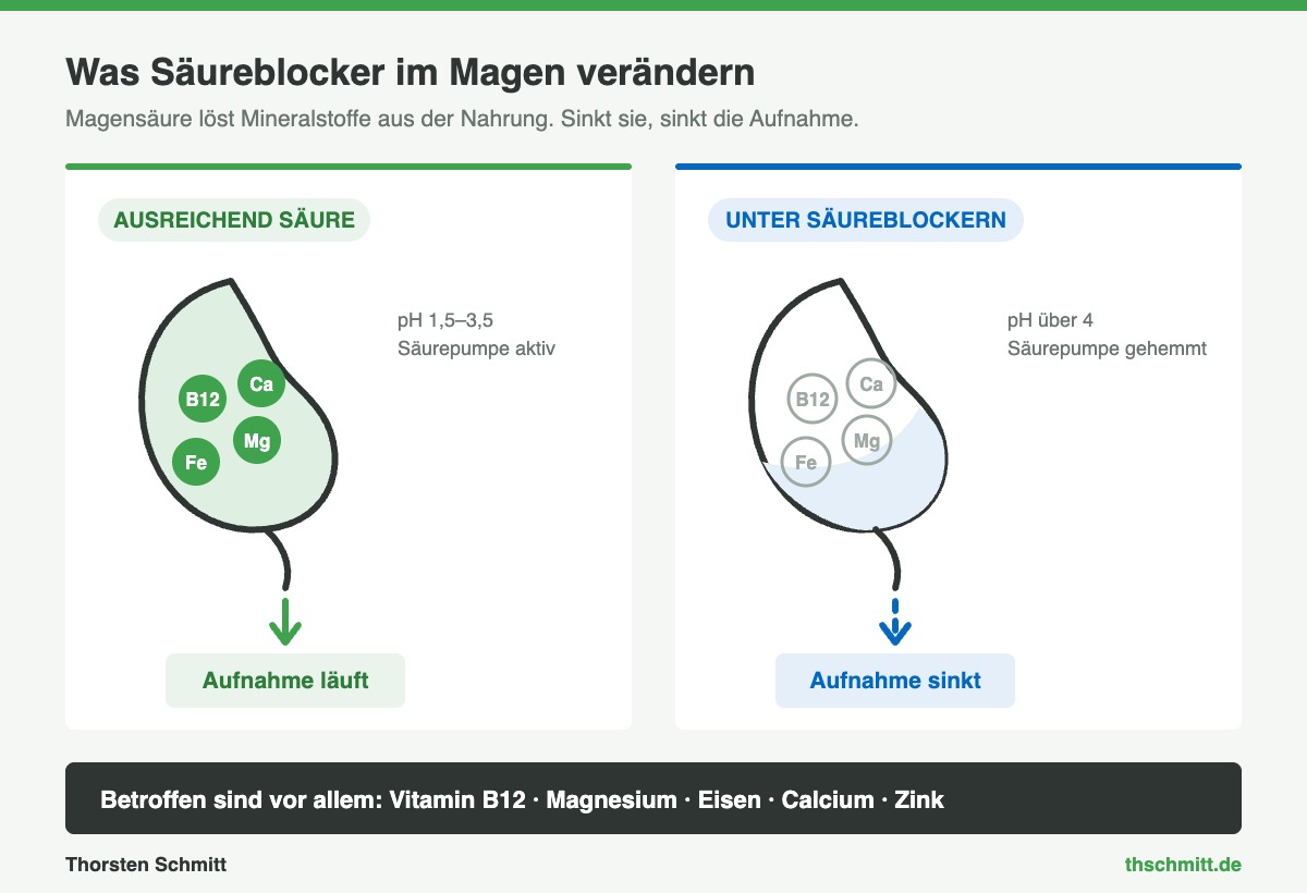 Vergleich der Nährstoffaufnahme im Magen: mit ausreichend Magensäure gegenüber der Situation unter Säureblockern